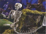 Halloween 31.5 inch Poseable Mermaid Skeleton Prop Haunted Decor V888-ELOSUNG39063