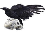 Black Crow Decoration Halloween Realistic Feathered Crows Haunted House Decor for Party Decoration V1294-YM0717-10061730