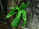 Artificial Wall Plant Green 32 Leaves Realistic Boston Fern Wall Decor for Home Hotel Garden V1294-YM0901-WI670051