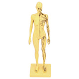 Resin Human Anatomical Head Body Muscle Model Drawing Model Decoration Teaching Mold V1294-YM0901-3115200119611