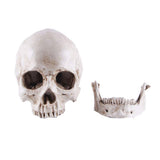 Life-size Replica of Realistic Human Skull, Head Bone Model, Anatomy White Resin Skull High V1188-SX-0005809