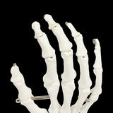 Hand Joint Anatomical Skeleton Model Human Anatomy Study Tool V63-842301