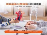 Human Anatomy Models Bundle Set, Brain, Human Torso Body, Heart, Skeleton Model Set of 4, Hands-on V952-GGJRQGMX4JTS5PXUBV0
