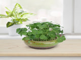 HOOWIFFY Green Ceramic Flower Pot, Hydroponic Planter for Indoor and Outdoor Garden Decor V1189-WXFWAL-20260326-02707