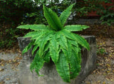 Artificial Wall Plant Green 32 Leaves Realistic Boston Fern Wall Decor for Home Hotel Garden V1294-YM0901-WI670051