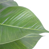 Artificial Potted Rubber Plant 55cm V77-1043058