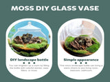 Clear Glass Terrarium Bowl Vase, Bubble-Shaped Glass Container for Plants, Indoor Garden Decor, Home V1369-AZ3-W-12814