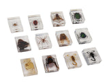12 Pcs Real Bug Specimens Transparent Resin Science Education Classroom Bug Specimen Sample Tabletop V1294-YM0710-3115230106111