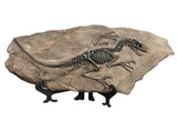 1 Dinosaur Fossil . Dinosaur Statues Homeations Indoor Sculpture Skeleton Figurines House V1369-AZ3-W-19813