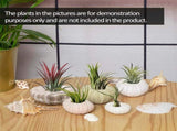 Tutuviw 5 Pcs Mini Sea Urchin Shell Air Plant Holders,Decorative Hanging Air Plant Pot, Tillandsia V1189-WXFWAL-20260319-00169