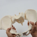 11 Female Pelvis Model,Life Size Female Pelvic Skeleton Model, Anatomy Model for Science Education V1192-AZ-W-28771