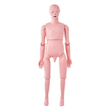Nursing Training Manikin, Male Life Size Demonstration Human Manikin for Nursing Training, V952-HLRTMXDBLNXH3GWPCV0
