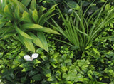 Flowering White Artificial Green Wall Disc UV Resistant 50cm V77-8880001