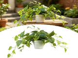 Fake Plants Artificial Plants Indoor, Realistic Artificial Hanging Fake Pothos with Plastic Pots, V1370-AZ4-12457
