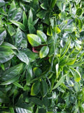 Green Meadows Vertical Garden / Green Wall UV Resistant 1m X 1m V637-1014241