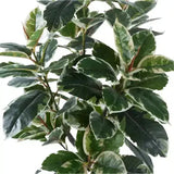 Artificial Bushy Variegated Ficus Tree 120cm V637-DP75261