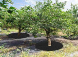 Tutuviw 4 Pack Non-Woven Tree Mulch Ring, Round Mulch Ring Tree Protector Mat with 16 Pcs Garden V1189-WXFWAL-20260319-00122