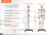 Human Skeleton Model for Anatomy, 182 cm Life Size, Accurate PVC Anatomy Skeleton Model with V952-GGJRQGMX1JTHBQTJ3V0