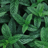 Room-&-Linen-Spray-Peppermint-8-pack-200mL-x-8 V595-ROOM-&-LINEN-SPRAY-PEPPERMINT-8-PACK