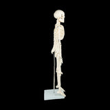 Anatomical 85cm Tall Human Skeleton with Stand Model - Medical Anatomy V63-835601