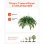 Large Hanging Artificial Boston Fern, 37-41 in Natural Spread, Sunlight-Resistant Faux Plant with 80 V767-VVR-XDSRZJLZWBHH076QJ001V0