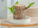Worgeous Hydroponic Ceramic Tray Indoor Garden Pot Saucers Plant for Pots White V1189-LWWAL-20260327-03490