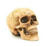 Highly Realistic Replica Human Skull Statue Home Dcor Can be used as seasonal Halloween table dcor V1192-AZ-W-17035