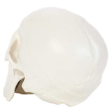 Human Anatomical Model, Human Anatomy Head Skeleton Includes Full Set of Teeth, Removable V1192-AZ-W-17033