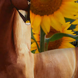 Horse Sunflowers Verona Elegance Quilt / Doona / Duvet Cover set V745-AQ043205E3