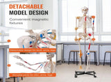 Human Skeleton Model for Anatomy, 182 cm Life Size, Accurate PVC Anatomy Skeleton Model with V952-GGJRQGMX1JTHBQTJ3V0
