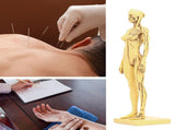 Resin Human Anatomical Head Body Muscle Model Drawing Model Decoration Teaching Mold V1294-YM0901-3115200119611