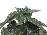 Artificial Begonia Maculata Plant In Decorative Bowl 30cm V637-DP751890128