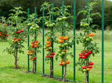 Garden Stakes, 25 Pack, 1800 mm, Plastic Coated Metal Tomato Stakes, Garden Sticks for Plants V952-ZWZCHYZ18M118QM4M001V0
