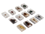 12 Pcs Real Bug Specimens Transparent Resin Science Education Classroom Bug Specimen Sample Tabletop V1294-YM0710-3115230106111