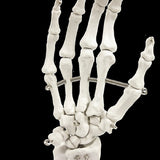 Hand Joint Anatomical Skeleton Model Human Anatomy Study Tool V63-842301