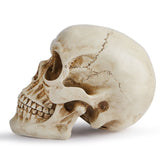 Life Size Human Skull Model 11 - Realistic, Halloween Human Skull Replica Model Resin Human Skull V1370-AZ4-06646