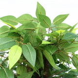 Artificial Bushy Ficus Tree 145cm V77-1013651