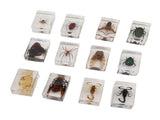 12 Pcs Real Bug Specimens Transparent Resin Science Education Classroom Bug Specimen Sample Tabletop V1294-YM0710-3115230106111
