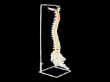 Life Size Flexible Spine Pelvis & Femur Model Anatomical Skeleton Display V63-835611