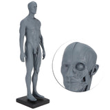 Resin Skeleton Human Body Muscle Model Lightweight for Sketch Drawing Teaching Researching V1294-YM0901-3115200120011