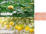 Plant Light LED Succulent Fill Light Full Spectrum Plant Grow Light Quantum Board IP20 Waterproof V1294-YM0901-L6914US-2