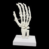 Hand Joint Anatomical Skeleton Model Human Anatomy Study Tool V63-842301