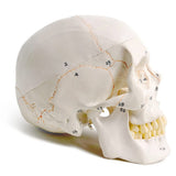 Classic Numbered Human Skull Model, Life Size , Quality-3 Part-W/Sutures Painted, for V1192-AZ-W-15023