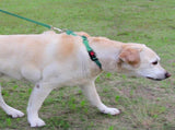 Martingale Dog Collar, 6FT Double Handle Leash for Training, Teal V1259-DP01-A-4635