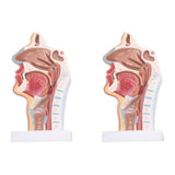2X Human Anatomical Nasal Cavity Throat Anatomy for Science Classroom Study Display Teaching V1369-AZ3-W-19069
