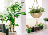 Natural Hanging Seagrass Plant Baskets Dural Layer Flower Planting Basket Holder Garden Decor V1294-YM0717-10126766