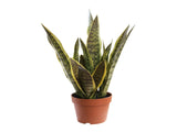 Potted Artificial Mother-In-Law'S Tongue Snake Plant 70cm V637-84501CAL