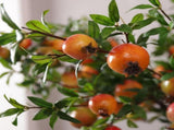 Artificial egranate Fruit Silk Flower Accent, Lifelike Orange Simulation for Bouquet and DIY Floral V1192-AZ-W-21793