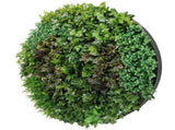 Artificial Green Wall Disc Art 150cm Dense Green Sensation V637-DP1013972B