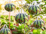 50 Pack Melon Hammocks Cradles Watermelon Nets for Melons Hanging Bags Watermelon, Honeydew Melon, V1259-DP01-A-5580